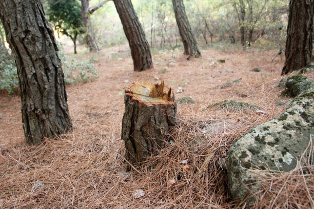 How Our Tree Care Process Works  in  Arlington, NY