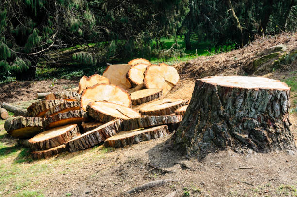 Arlington, NY Tree Removal Services Company